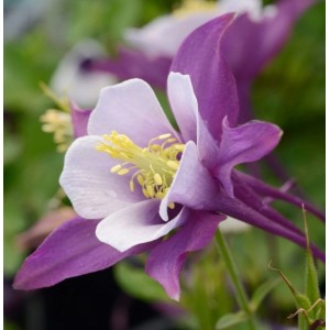 Саженец аквилегии Эрли Берд Пурпл Вайт (Early Bird Purple White)