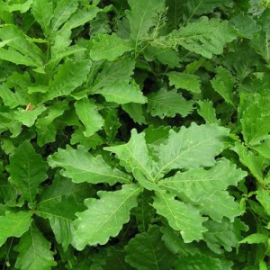 Саженец дуба Монгольского 40-60 см