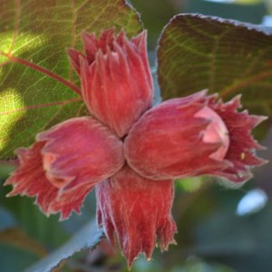 Саженец фундука Московский рубин