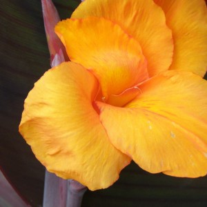 Клубень канны Анденкен ан Пфитцер (Andenken an Pfitzer)