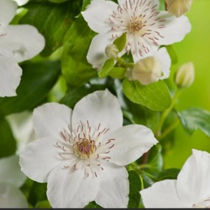 Саженец Клематиса Дестини (Destiny)