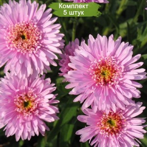 Саженцы астры альпийской Розетта (Rozetta) -  комплект 5 шт.