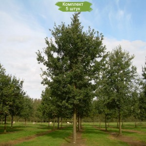 Саженцы дуба Черешчатого 100-150 см -  комплект 5 шт.