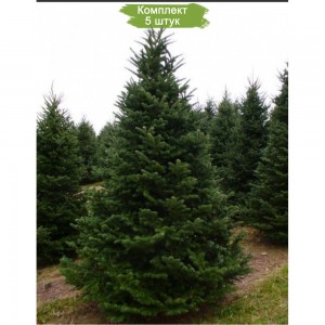 Саженцы Ели Европейской 100-150 см -  комплект 5 шт.