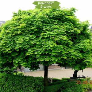 Сеянцы Клена остролистного (30 см.) -  комплект 5 шт.