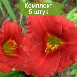 Саженцы лилейника Силоам Рэд Той (Siloam Red Toy) -  комплект 5 шт.