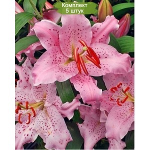 Луковицы лилии Curly Sue (Кудряшка Сью ) Восточный гибрид -  комплект 5 шт.