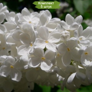 Комплект 5шт / Сеянец Сирень Avalanche
