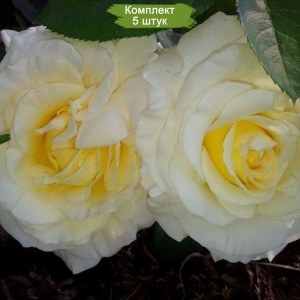 Саженцы штамбовой розы Шопен (Chopin) -  комплект 5 шт.