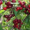 Комплект 5шт / Вишня Журавка