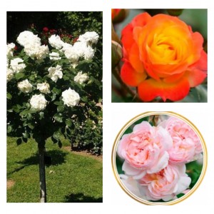 Саженцы штамбовых роз (3 шт. ): Румба, Аннапюрна, Шарифа Асма