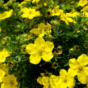 Саженец лапчатки кустарниковой (Курильского чая) Голдстар (Goldstar) 