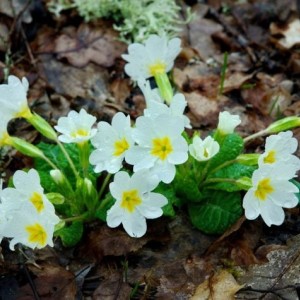 Саженец примулы Лесная
