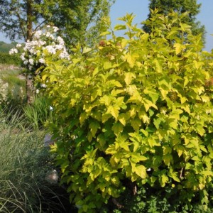 Саженец пузыреплодника калинолистного Ангел Голд (Angel Gold)