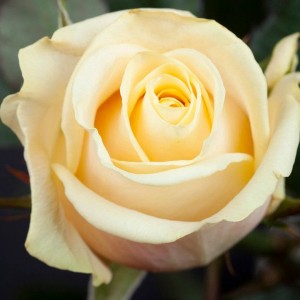 Саженец чайно-гибридной розы Талея (Talea)