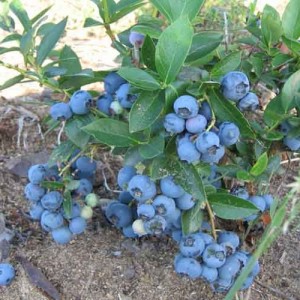 Саженец голубики Денис Блю (Denis Blue)