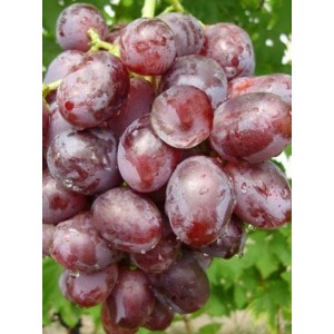 Саженец винограда Низина (Ранний/Фиолетовый)