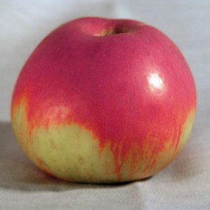 Саженец яблони Июльское Черненко