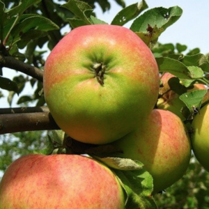 Саженец Яблони Бельфлер башкирской