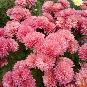 Саженец хризантемы мультифлора Сунд (Sund) (Ярко-розовая )