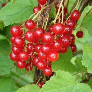 Саженец смородины Красный Крест (красная)